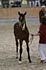 Whizz-Kid_a.jpg (240565 Byte)