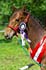 Whizz-Kid_a.jpg (240565 Byte)