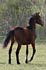 Whizz-Kid_a.jpg (240565 Byte)